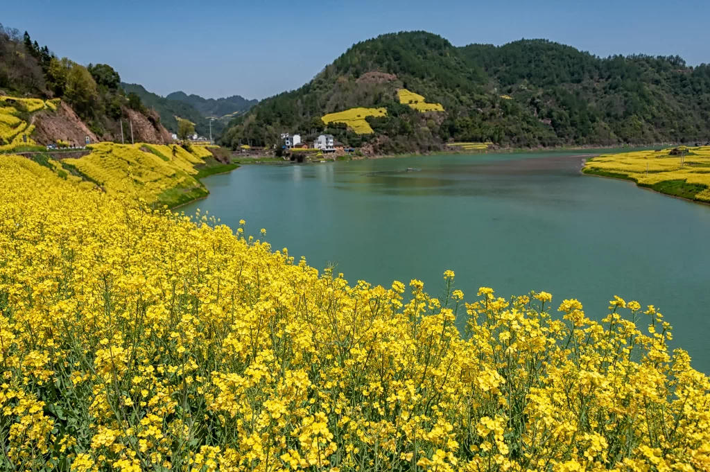 Yellow Blossoms Vibrant Blooms Riverbank Scenic Landscape