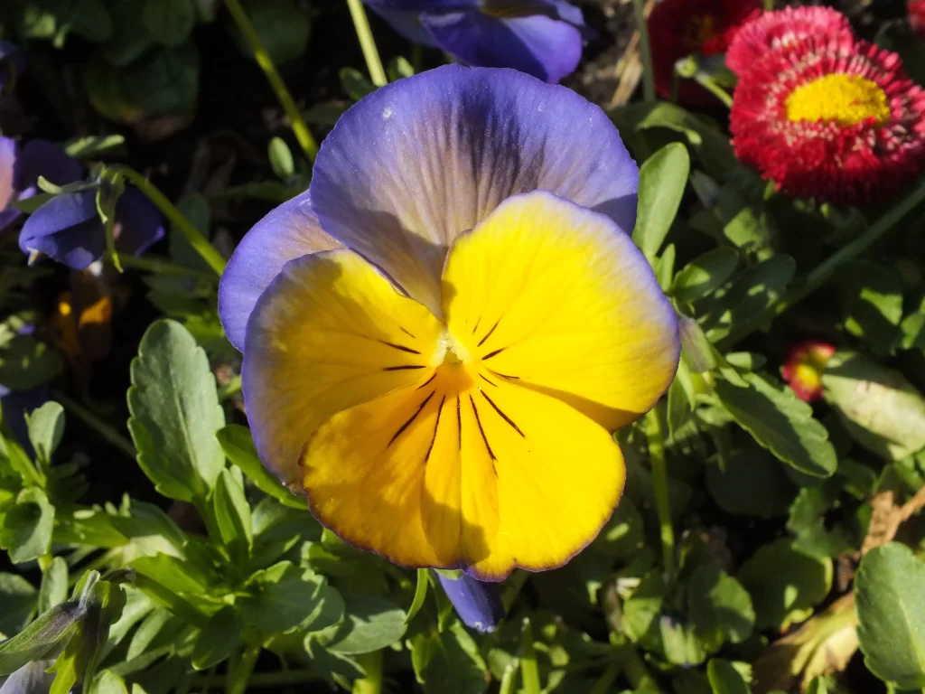 Yellow Blue Pansy Petals Sunlight