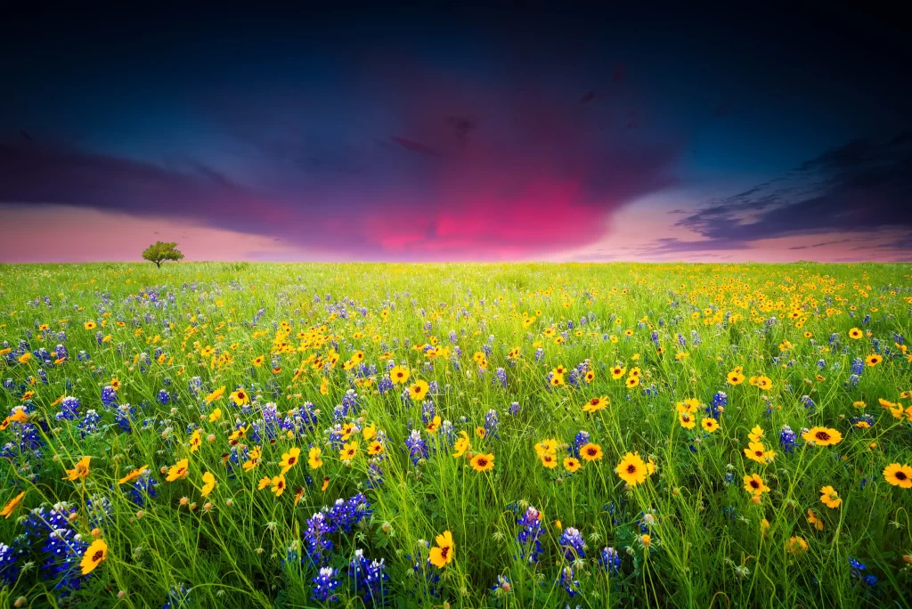 Yellow Bluebonnet Wildflowers Field Sunset Sky