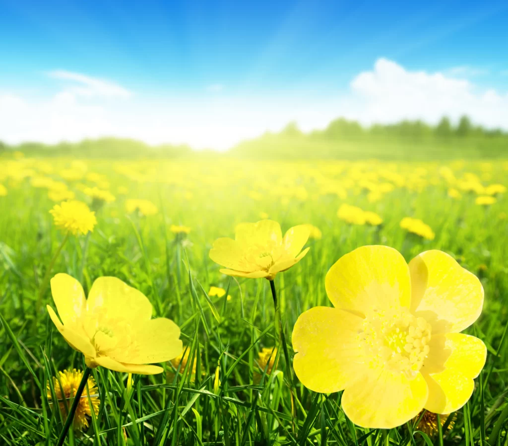Yellow Buttercup Blooming Petals Field Sunlight