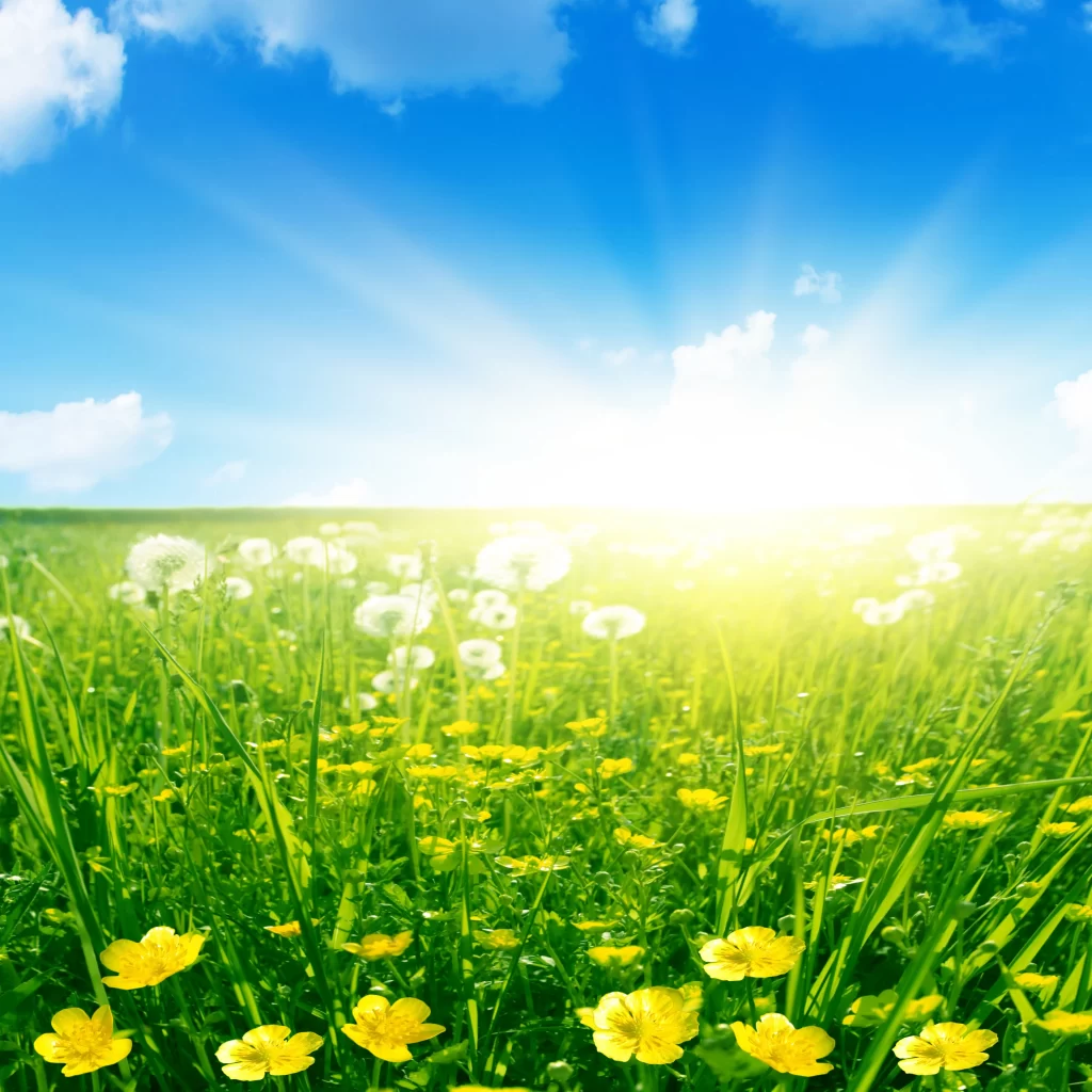 Yellow Buttercup Blooms Green Grass Sunlight