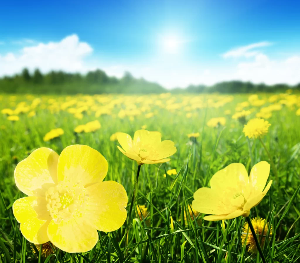 Yellow Buttercup Petals Sunlit Meadow
