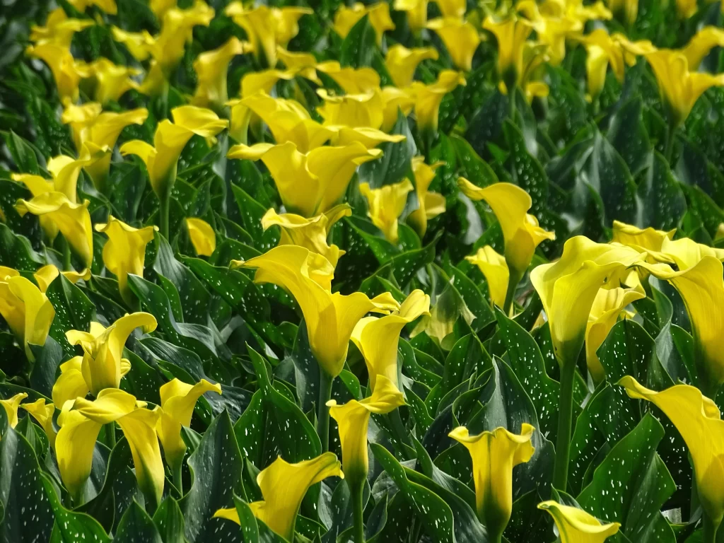 Yellow Calla Lily Blooms Petals Green warm Leaves