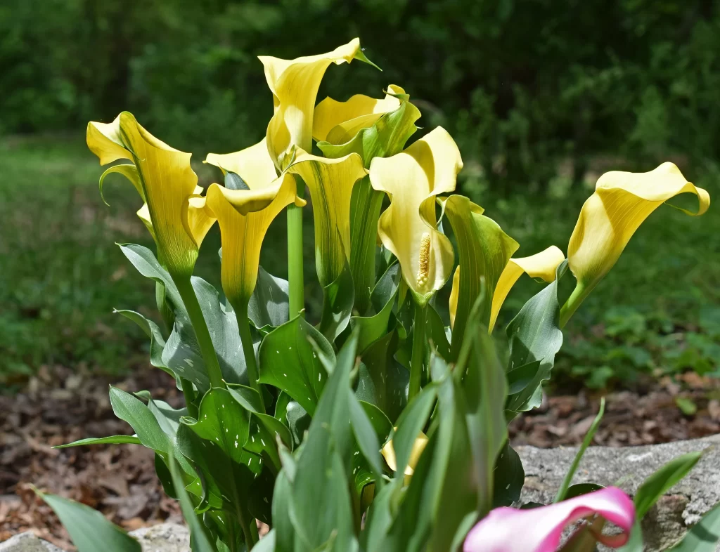 Yellow Calla Lily Blooms Petals Green warm Leaves