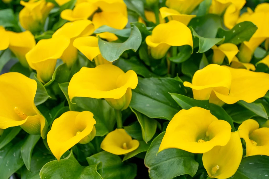 Yellow Calla Lily Bright Petals Green Leaves