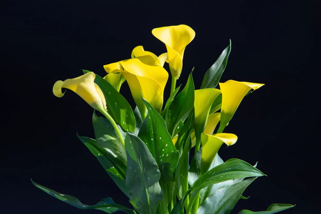 Yellow Calla Lily Bright Green Leaves