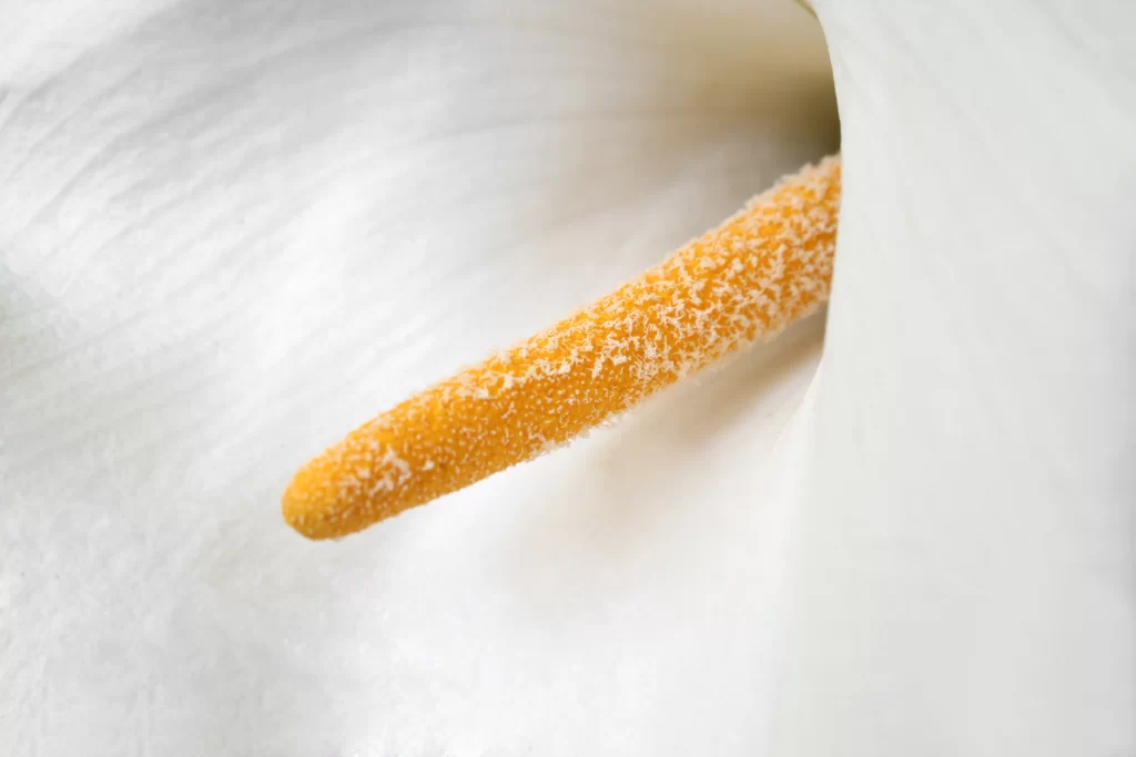 Yellow Calla Lily Petal Texture