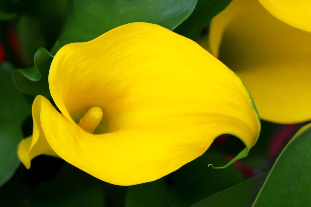 Yellow Calla Lily Petals Bright Green warm Leaves
