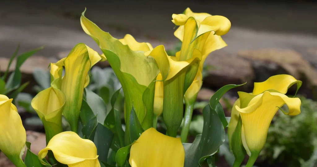 Yellow Calla Lily Petals Curved Bright Green Leaves