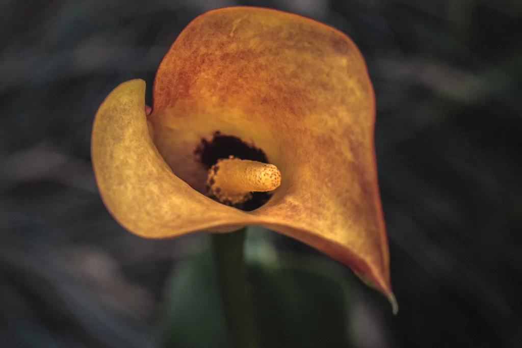 Yellow Calla Lily Petals Spotted Texture