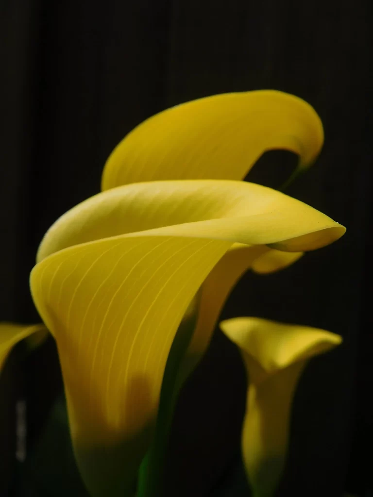 Yellow Calla Lily Petals Curved Dark Background
