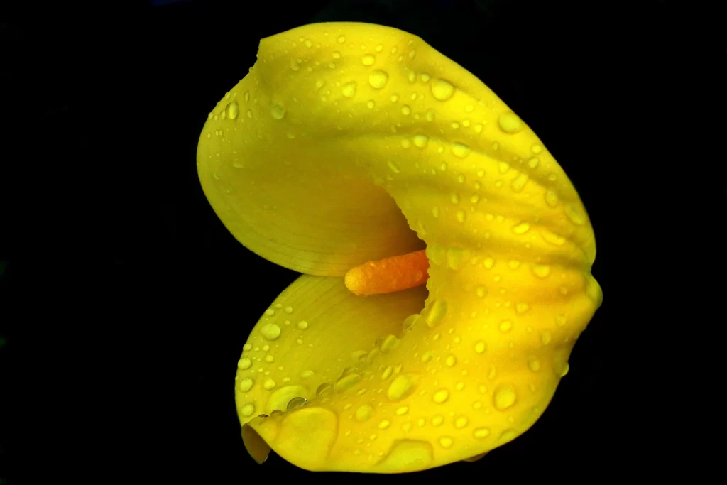 Yellow Calla Lily Petals Dewdrops warm Bright