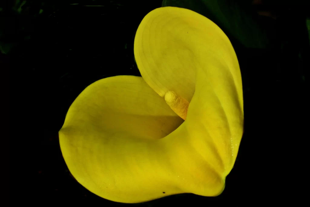 Yellow Calla Lily Petals Spadix Dark Background
