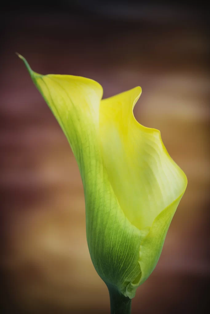 Yellow Calla Lily Petals Green warm Stem