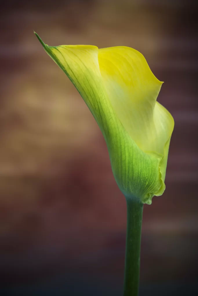 Yellow Calla Lily Petals Green warm Stem
