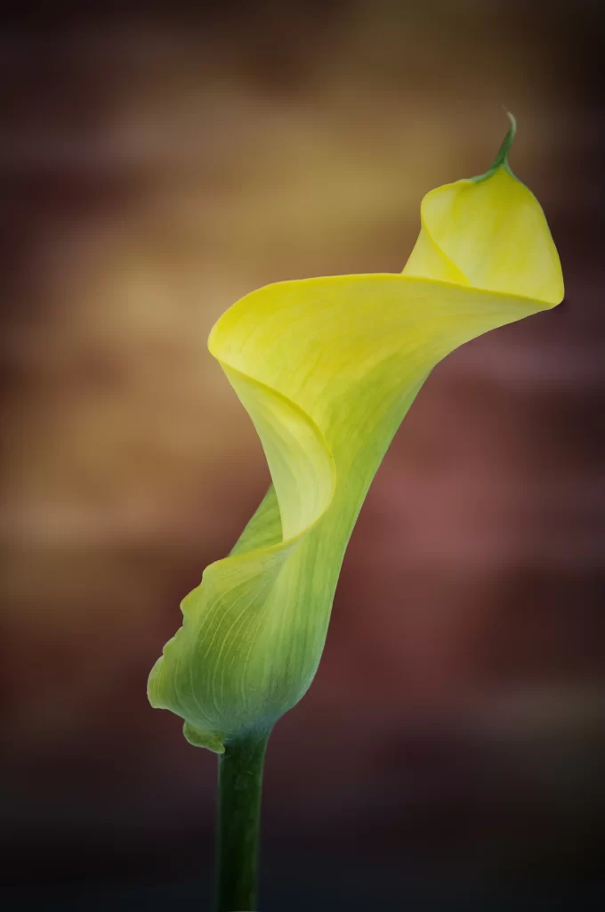 Yellow Calla Lily Petals Curved gray Stem