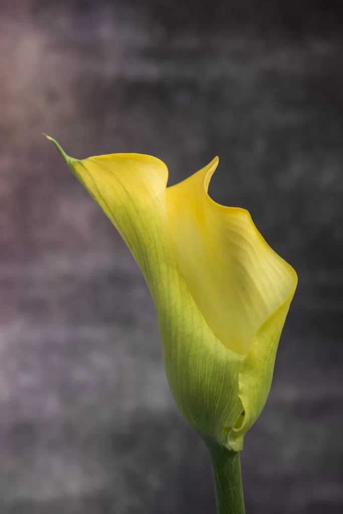 Yellow Calla Lily Petals Curved gray Stem