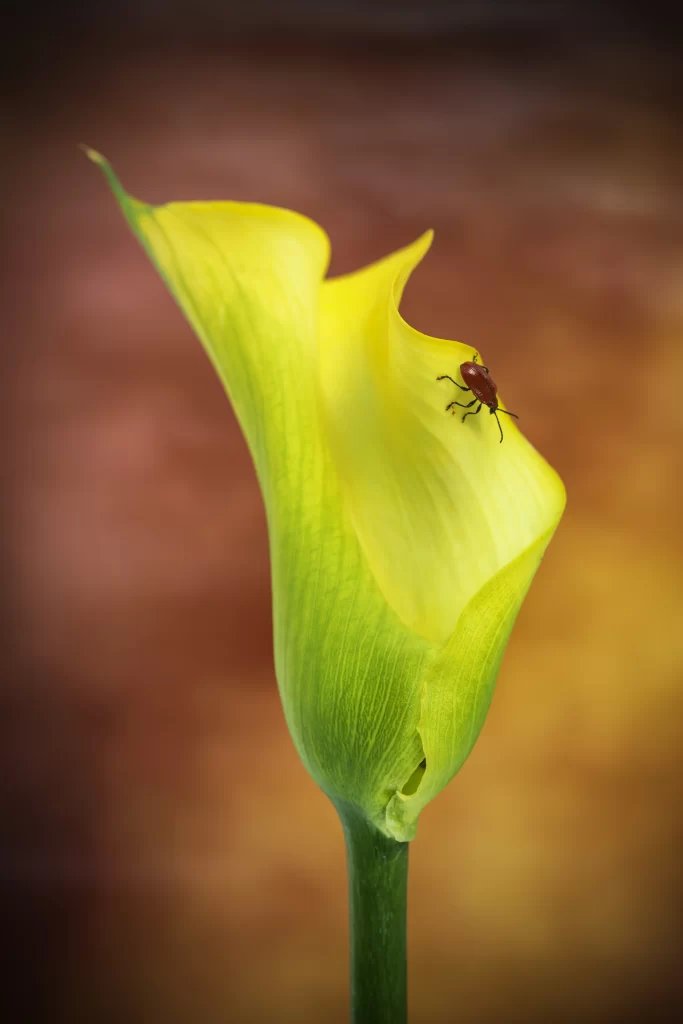 Yellow Calla Lily Petals Bug