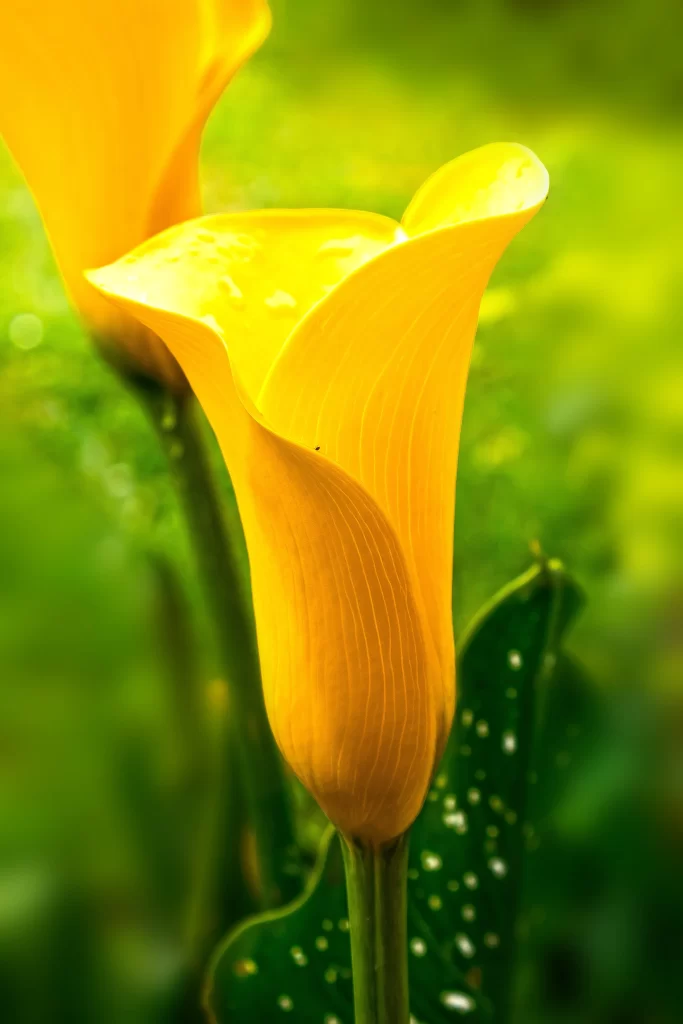 Yellow Calla Lily Petals Bright Green warm Leaves