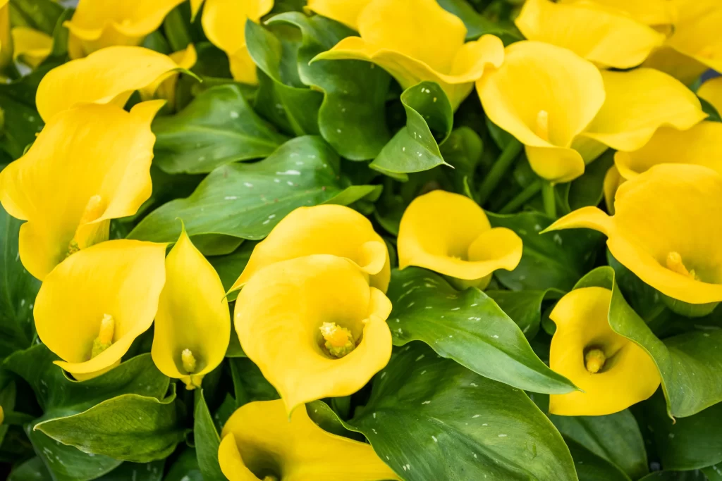 Yellow Calla Lily Petals Green Leaves Bright
