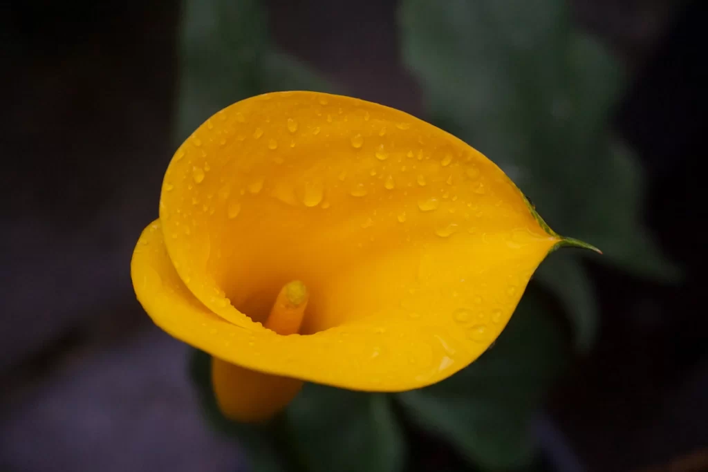 Yellow Calla Lily Petals Dewdrops warm Bright