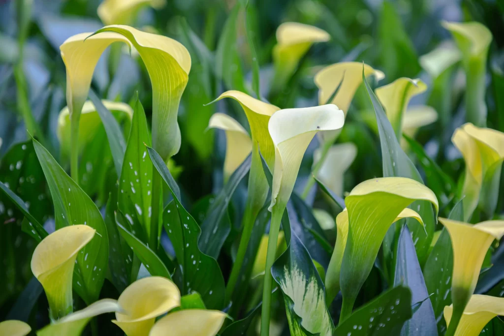 Yellow Calla Lily Petals Green Leaves