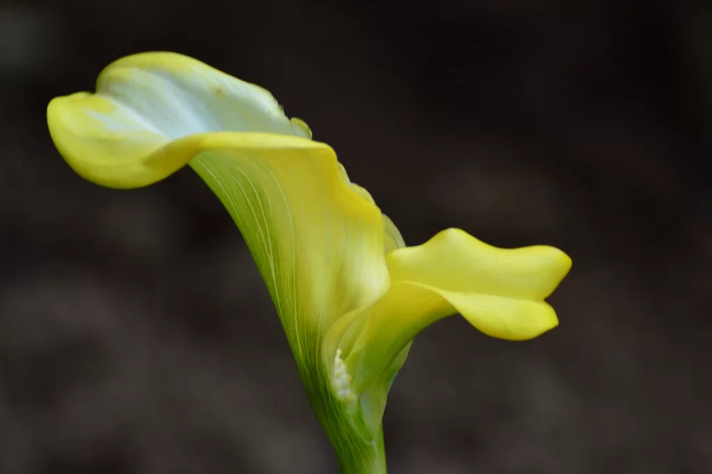 Yellow Calla Lily Petals Curved Green Stem