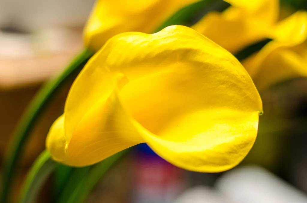 Yellow Calla Lily Petals Bright warm Green