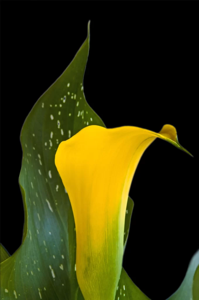 Yellow Calla Lily Petals Green Leaves Speckled