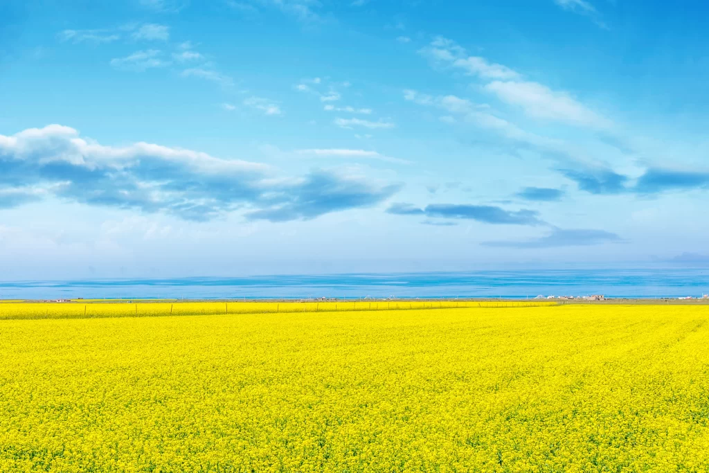 Yellow Canola Field Blooming Sky