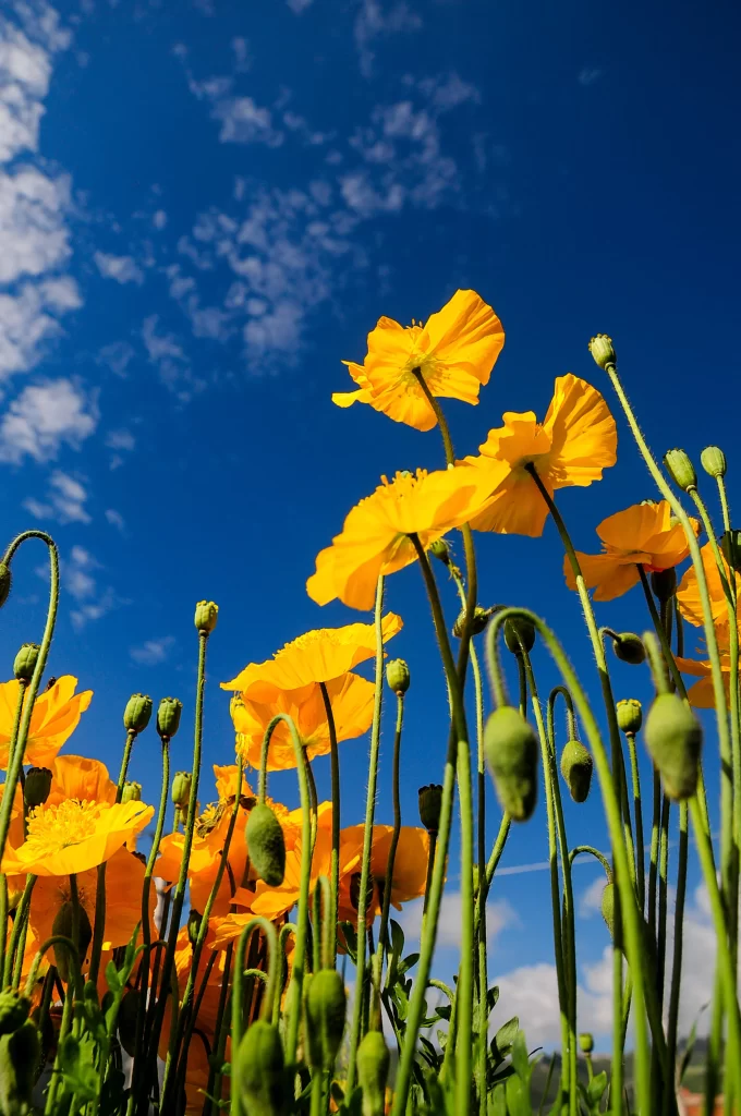 Yellow Corn Poppy Blooms Petals Green Stems Blue Sky