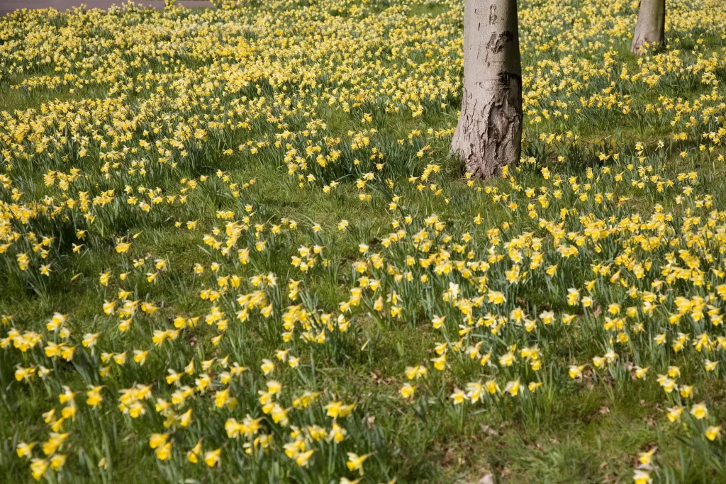 Yellow Daffodil Bloom Petals Grass