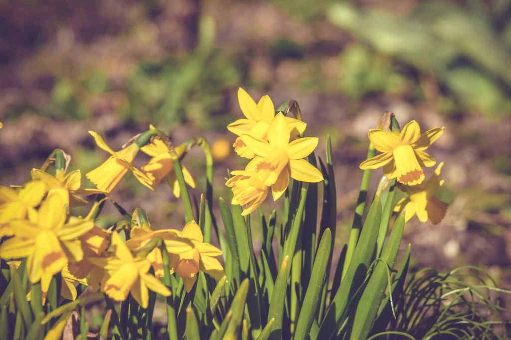 Yellow Daffodil Bloom Petals Green warm Leaves