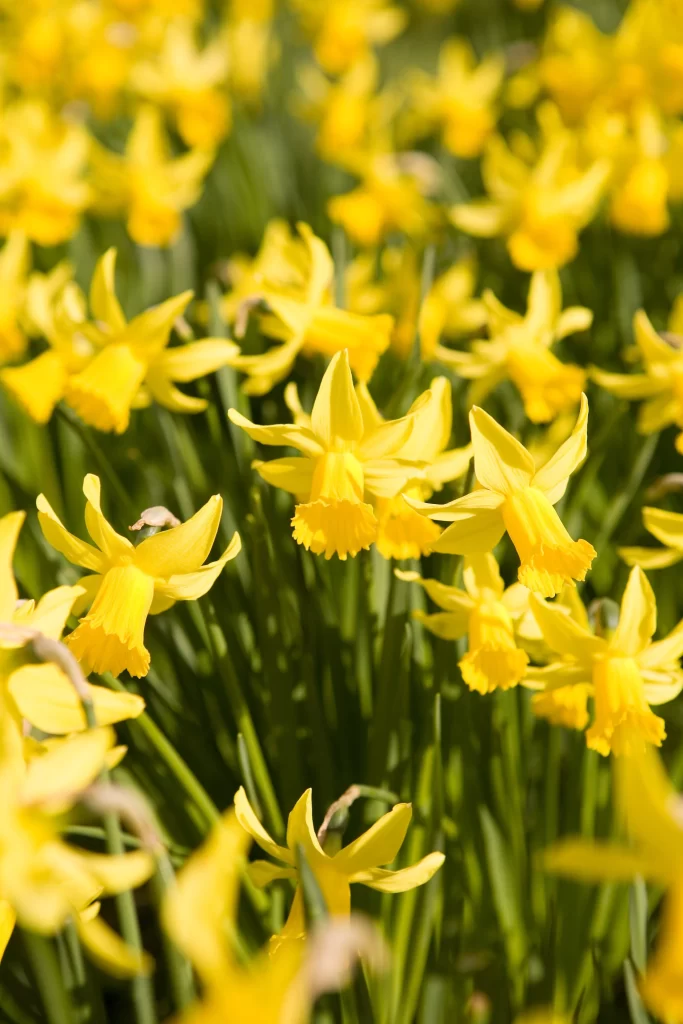 Yellow Daffodil Bloom Petals Sunlight Greenery