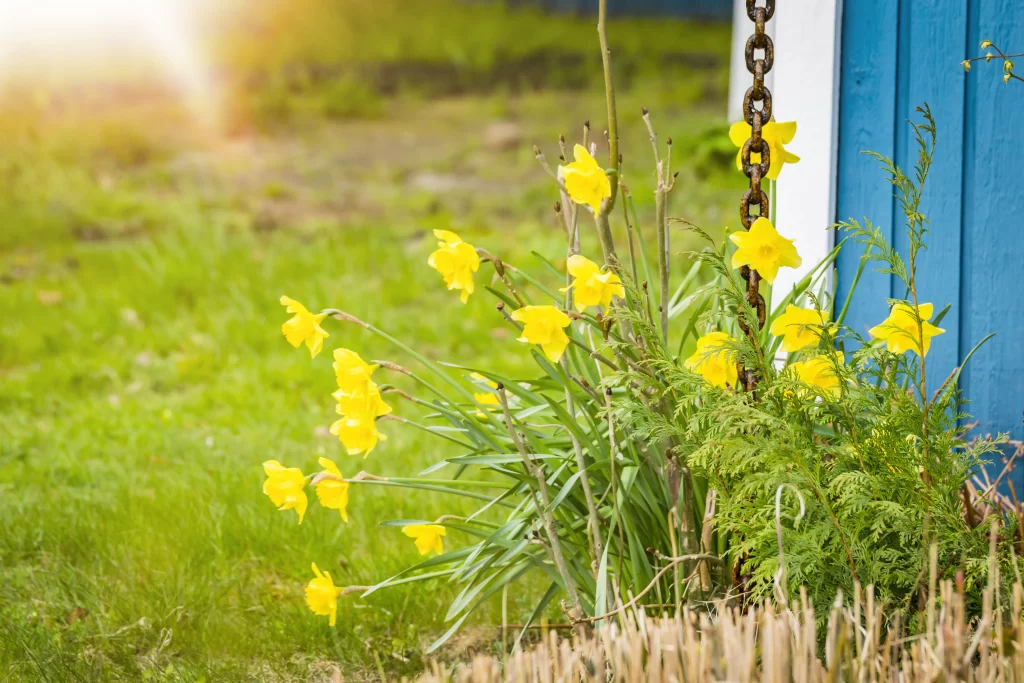 Yellow Daffodil Bloom Petals Green Grass Rustic Chain