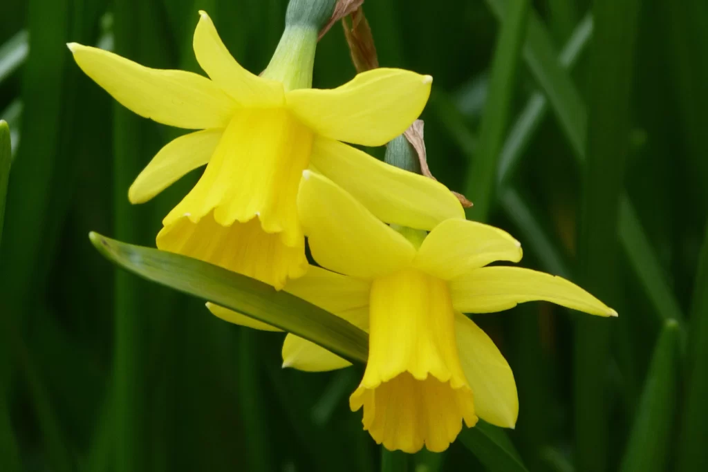 Yellow Daffodil Bloom Petals Green
