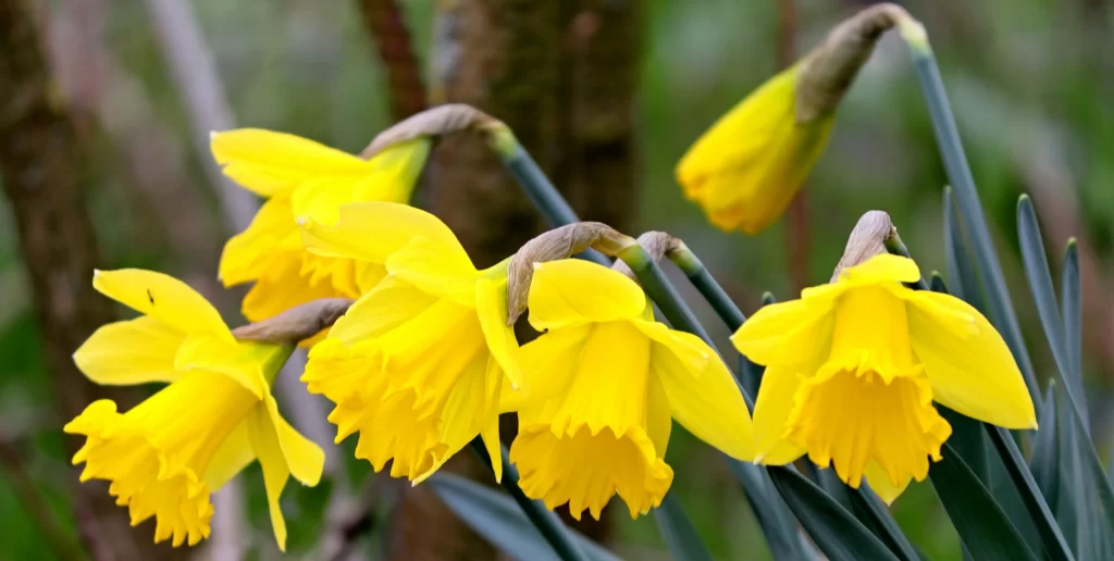 Yellow Daffodil Bloom Petals Curved Stalks