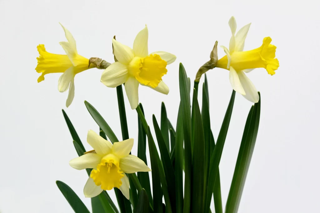 Yellow Daffodil Bloom Petals Green gray Leaves