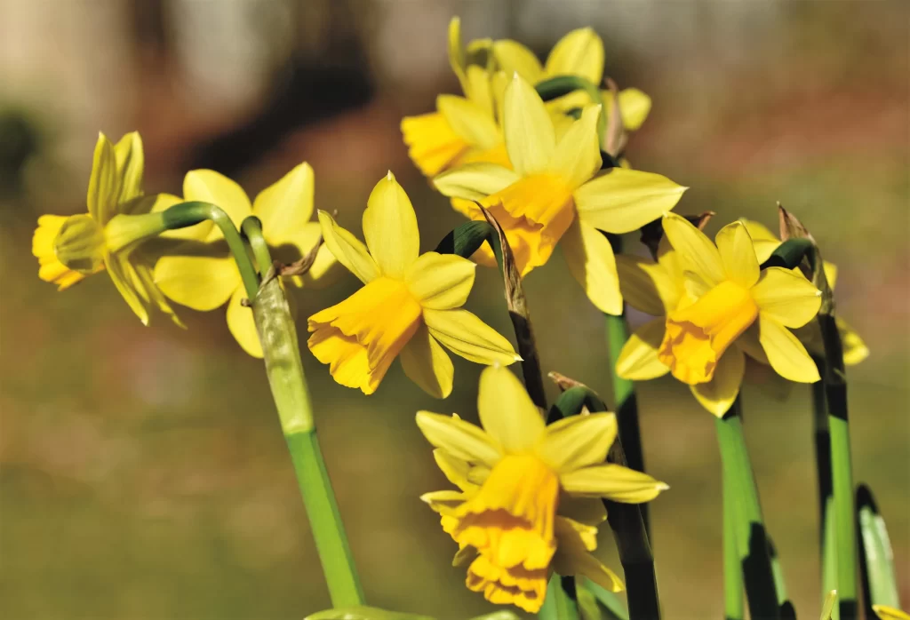 Yellow Daffodil Bloom Petals Green warm Stems