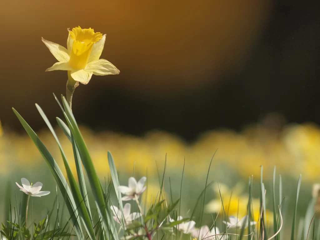 Yellow Daffodil Bloom Petals Green warm Leaves