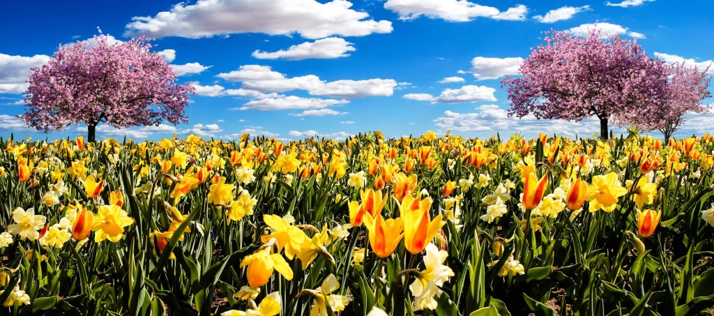 Yellow Daffodil Bloom Petals gray Field