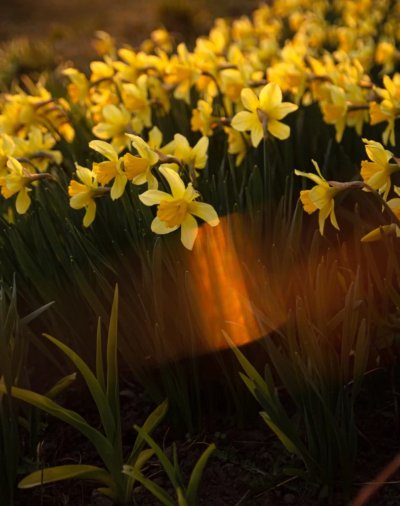 Yellow Daffodil Bloom Petals Sunlight