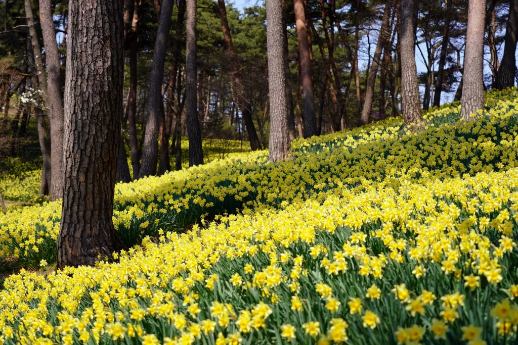 Yellow Daffodil Bloom Petals Forest