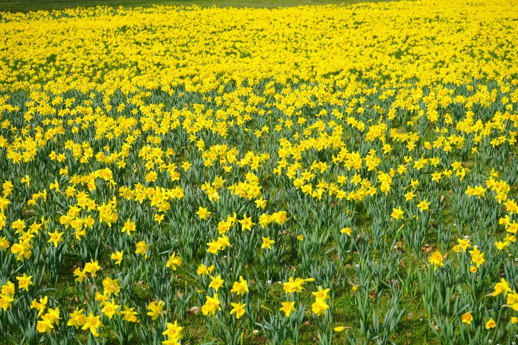 Yellow Daffodil Bloom Petals Field Green