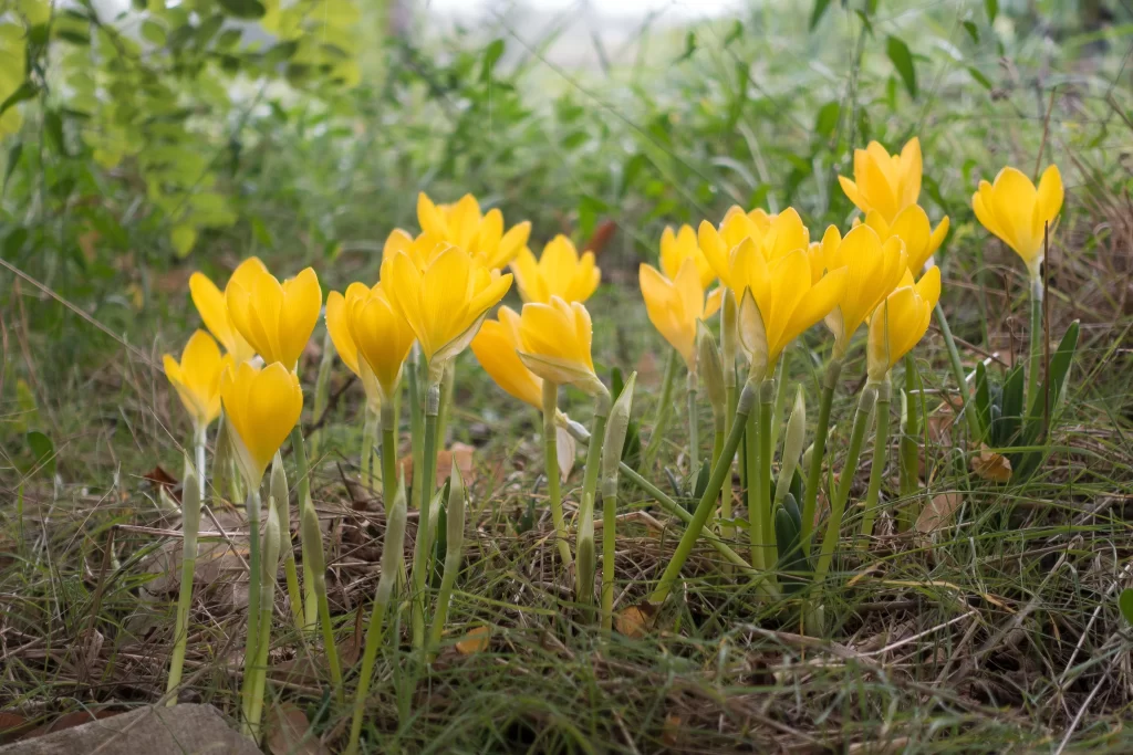 Yellow Daffodil Bloom Petals Grass Green