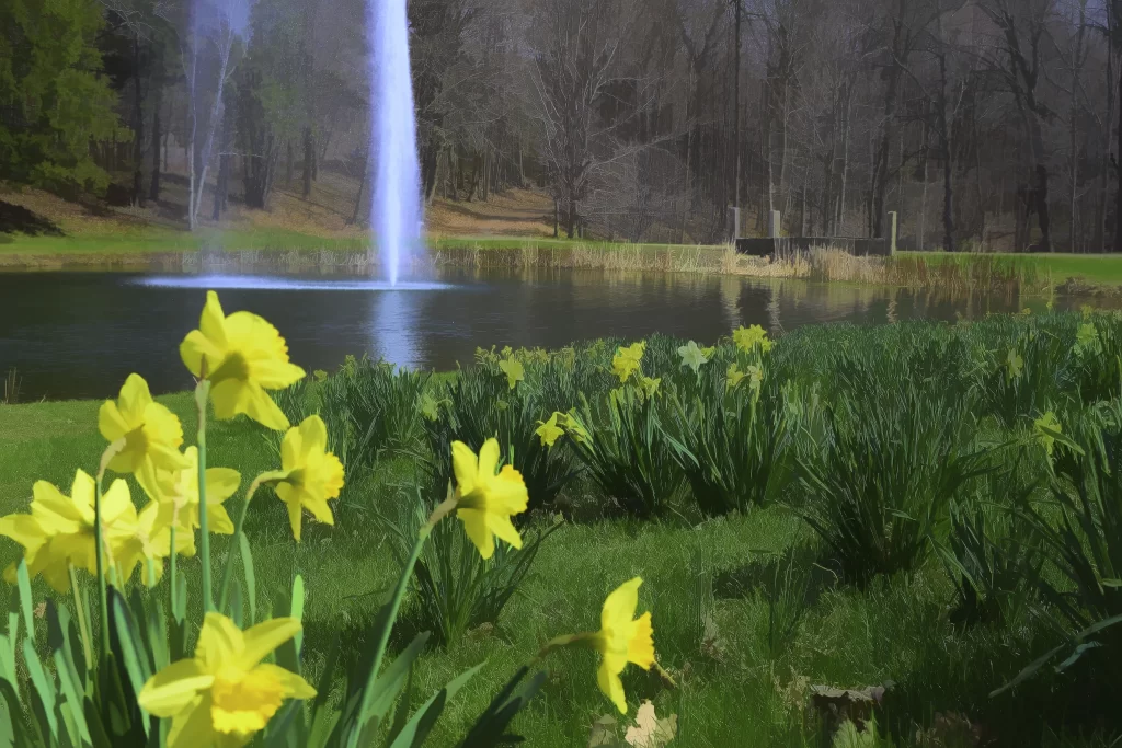 Yellow Daffodil Bloom Petals Grass Pond