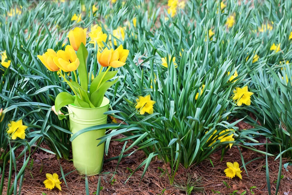 Yellow Daffodil Bloom Petals Green warm Leaves