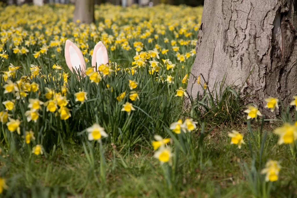 Yellow Daffodil Bloom Petals warm Field