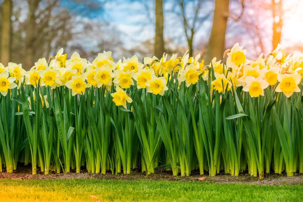 Yellow Daffodil Bloom Petals Green warm Leaves