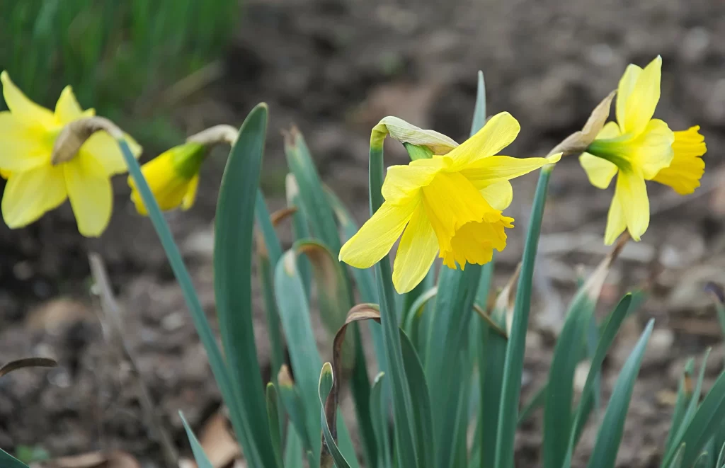 Yellow Daffodil Bloom Petals Green warm Leaves